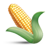 Ear of Maize